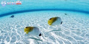 Ý nghĩa về loài cá trong giải mã giấc mơ thấy cá