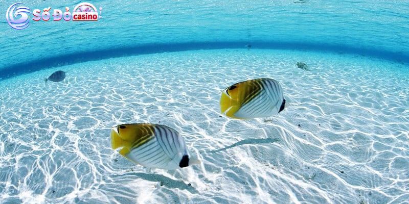 Ý nghĩa về loài cá trong giải mã giấc mơ thấy cá