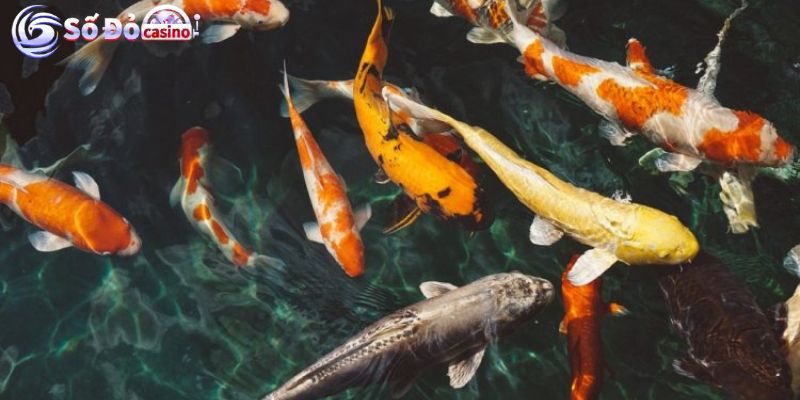 Giải mã giấc mơ thấy cá người chơi nên đánh con gì?