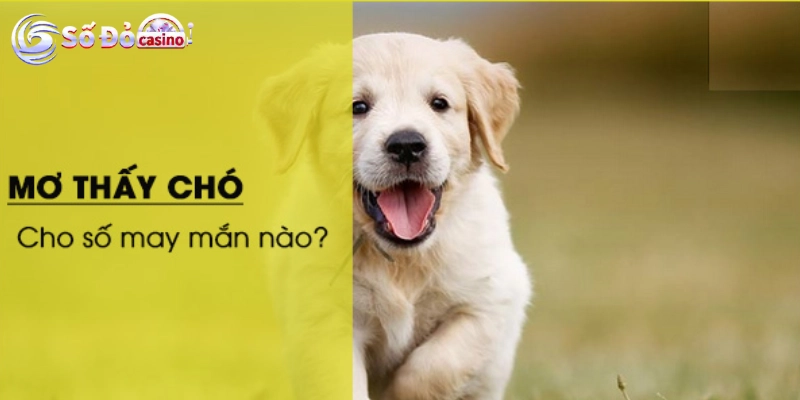 Cách xác định con số may mắn trong giấc mơ thấy chó