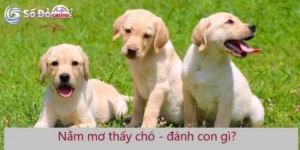 Nằm mơ thấy chó đánh số may