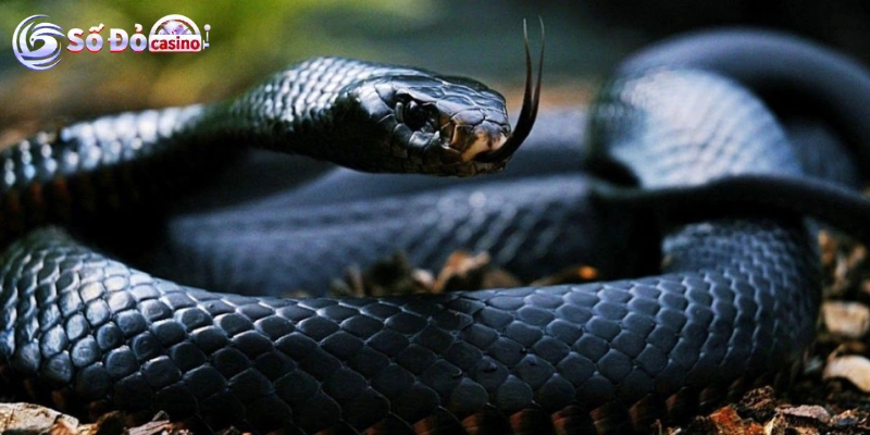 Nằm mơ thấy rắn đánh số gì Các tình huống mơ thấy rắn và các con số cụ thể