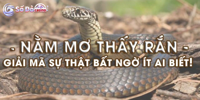 Nằm mơ thấy rắn đánh số gì Cách giải mã giấc mơ thấy rắn chính xác